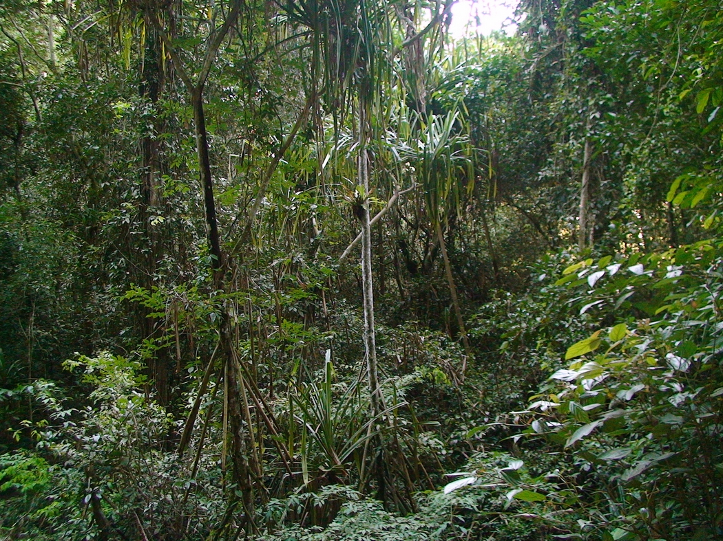 Borneo1 (72).JPG